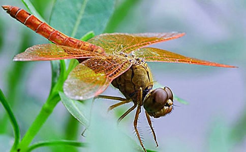 《放飞蜻蜓》第二课时教学设计
