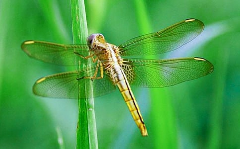 读《晚霞中的红蜻蜓》有感(精选7篇)