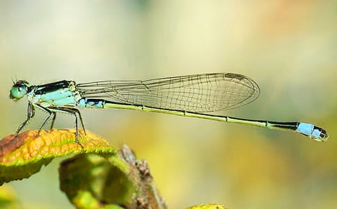 �����۶����