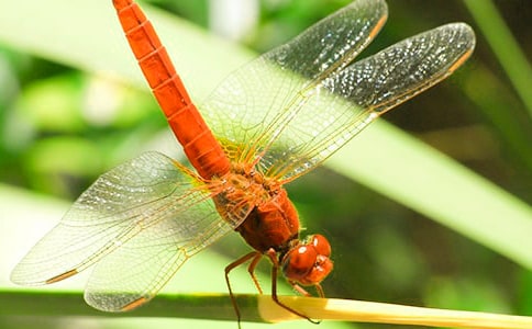 �������ѡ���ѧ���