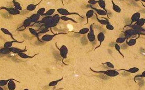 小蝌蚪找妈妈教学反思