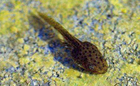 (精)《小蝌蚪找妈妈》教学设计15篇