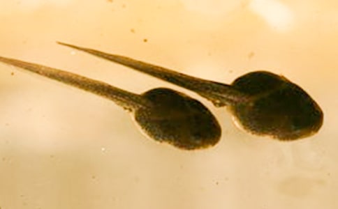 小蝌蚪教案模板