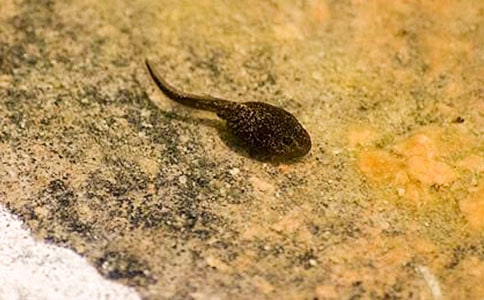 С���������̰�����(15ƪ)