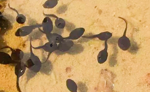 (��)��С��������衷��ѧ��˼