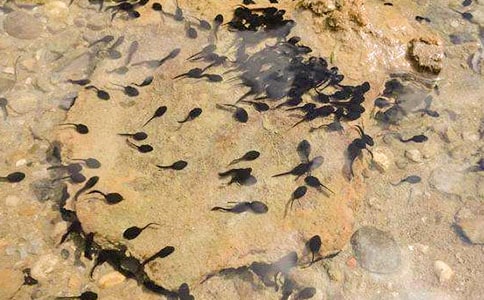 ��С��򽡷�̰�