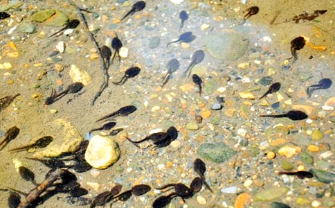 [��ѡ]С���������̰�