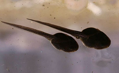 ��С��������衷��ѧ��˼