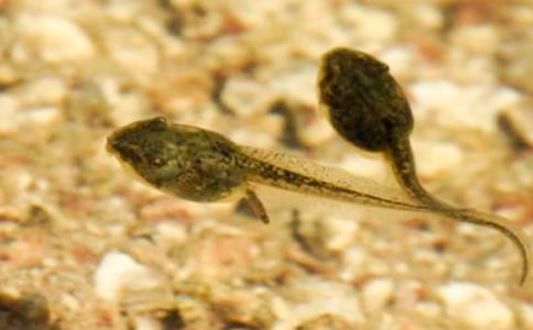 小班《小蝌蚪找妈妈》教学反思