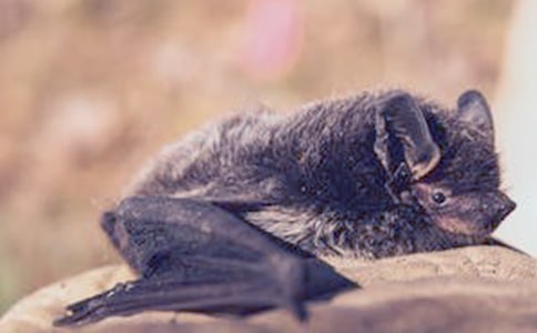 《蝙蝠和雷达》教学设计(实用)