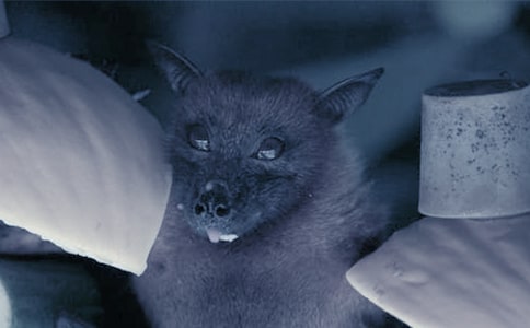 ��������״��ѧ���