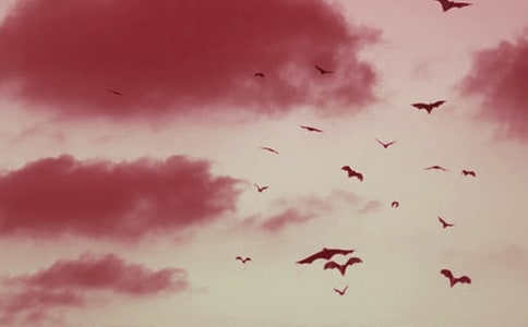 《蝙蝠和雷达》教学反思