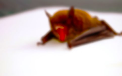 (��)������״��ѧ��˼