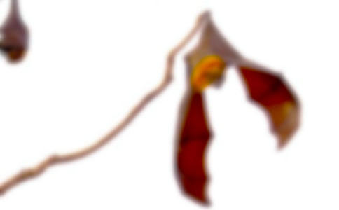 ����������״�̰�ʮƪ