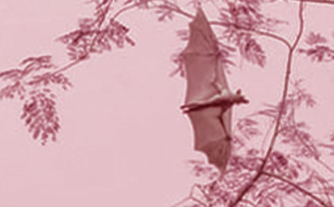 蝙蝠和雷达教学反思(15篇)