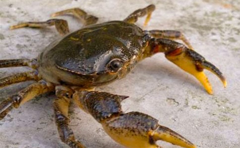 ���Ի˵�θ壺С�з�ҹ���