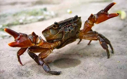 《螃蟹歌》教学反思