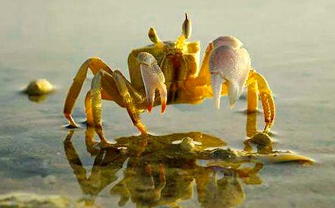 《小螃蟹找工作》大班语言教案