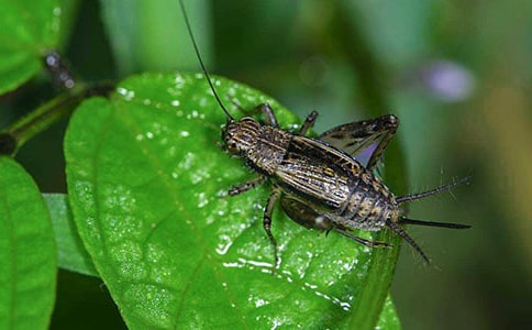 ���סլ��ѧ��˼�ϼ�15ƪ