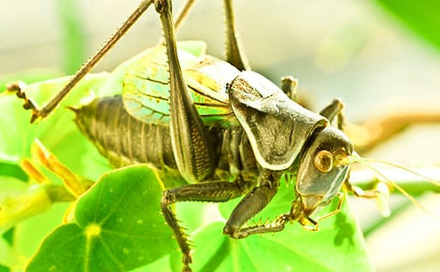 【精品】蟋蟀的住宅教学反思15篇