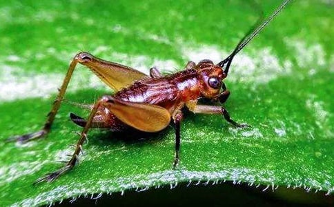 蟋蟀的住宅 教学设计