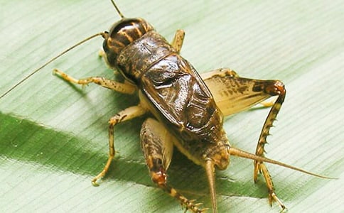 ���סլ��ѧ��˼