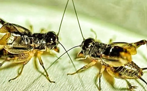 ���סլ�ڶ���ʱ��ѧ���