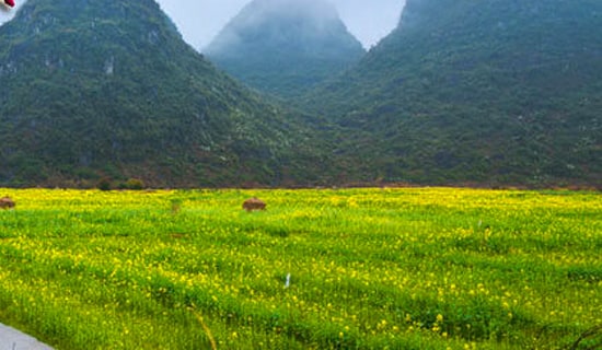 �����š����λ�ܽ�